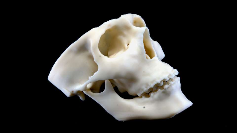 ABS Scull 3d Printed 