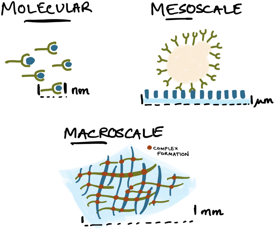 Cartoon graphically illustrating the molecular, meso- and macro-scale investigations