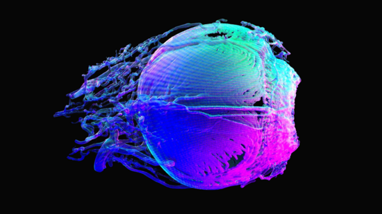 3D model eye